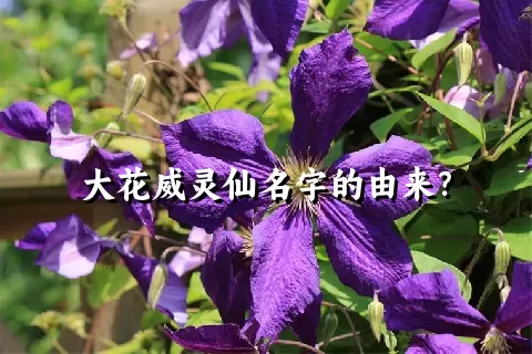 大花威灵仙名字的由来？