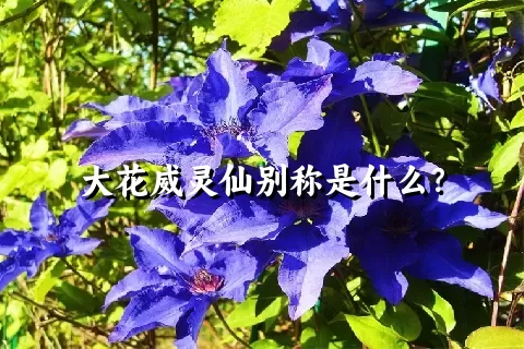 大花威灵仙别称是什么？