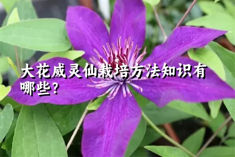 大花威灵仙栽培方法知识有哪些？