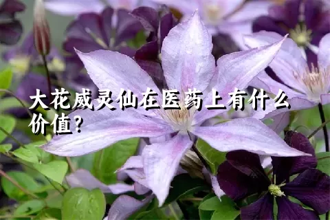 大花威灵仙在医药上有什么价值？