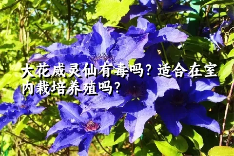 大花威灵仙有毒吗？适合在室内栽培养殖吗？