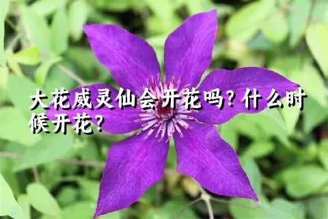 大花威灵仙会开花吗？什么时候开花？