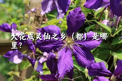 大花威灵仙之乡（都）是哪里？