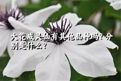 大花威灵仙有其他品种吗？分别是什么？