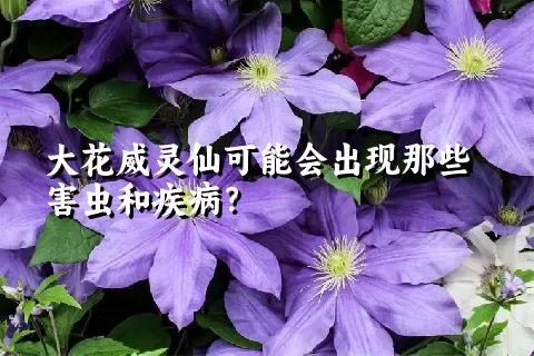 大花威灵仙可能会出现那些害虫和疾病？