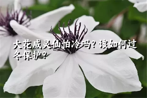 大花威灵仙怕冷吗？该如何过冬保护？