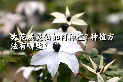 大花威灵仙如何种植？种植方法有哪些？