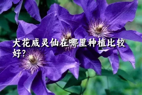 大花威灵仙在哪里种植比较好？