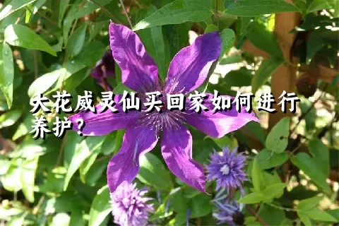 大花威灵仙买回家如何进行养护？