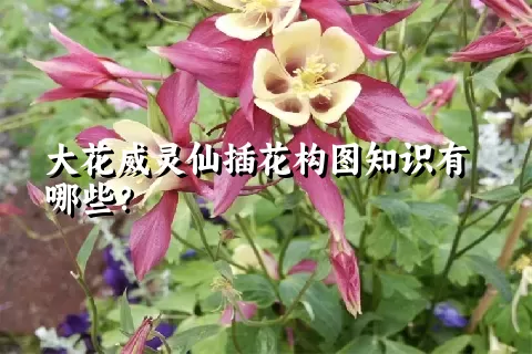 大花威灵仙插花构图知识有哪些？