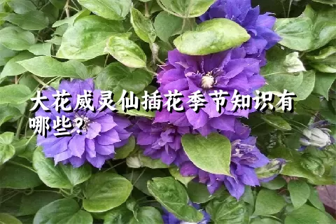 大花威灵仙插花季节知识有哪些？