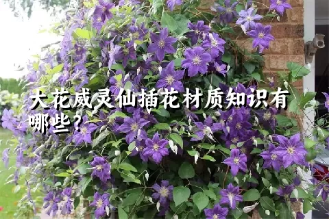 大花威灵仙插花材质知识有哪些？