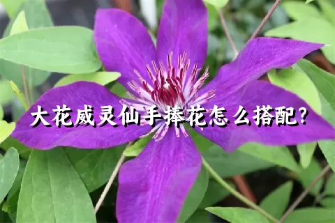 大花威灵仙手捧花怎么搭配？