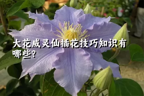 大花威灵仙插花技巧知识有哪些？