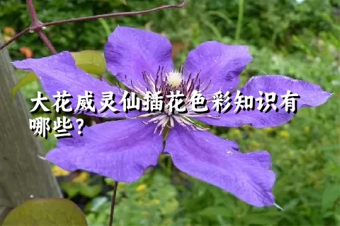 大花威灵仙插花色彩知识有哪些？