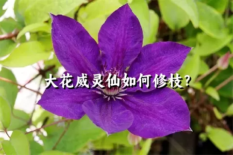 大花威灵仙如何修枝？