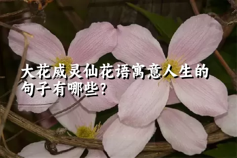 大花威灵仙花语寓意人生的句子有哪些？