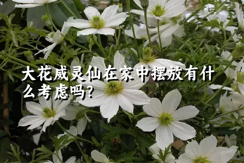 大花威灵仙在家中摆放有什么考虑吗？