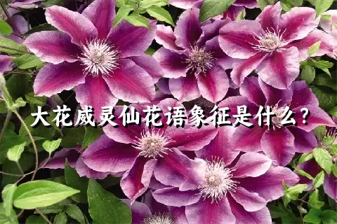 大花威灵仙花语象征是什么？