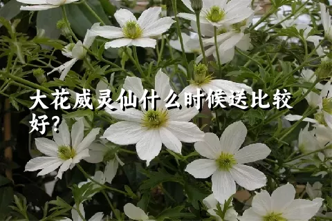 大花威灵仙什么时候送比较好？