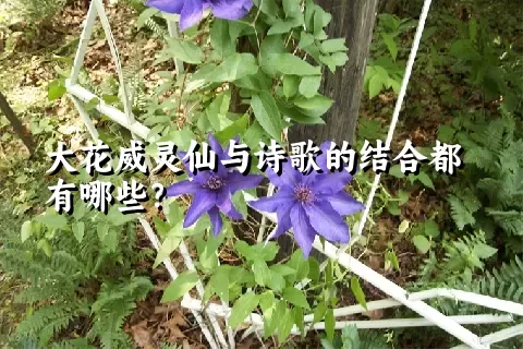 大花威灵仙与诗歌的结合都有哪些？