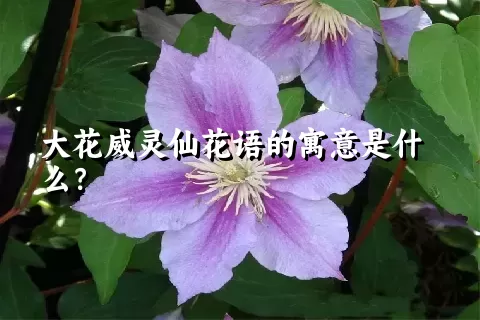 大花威灵仙花语的寓意是什么？