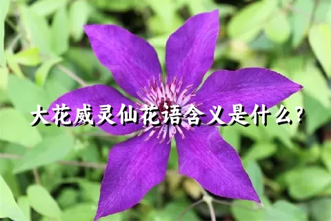 大花威灵仙花语含义是什么？