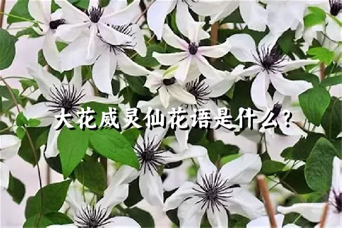 大花威灵仙花语是什么？