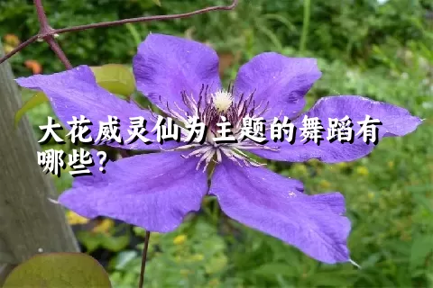 大花威灵仙为主题的舞蹈有哪些？