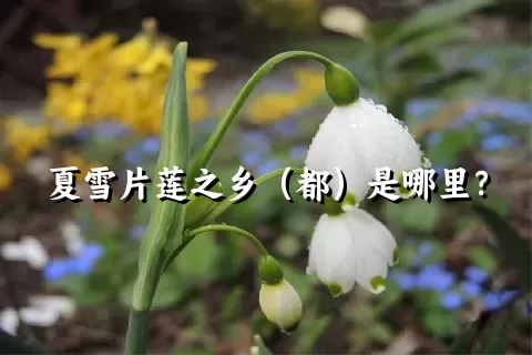 夏雪片莲之乡（都）是哪里？