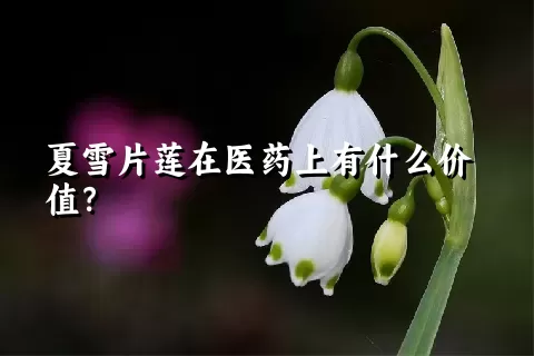 夏雪片莲在医药上有什么价值？