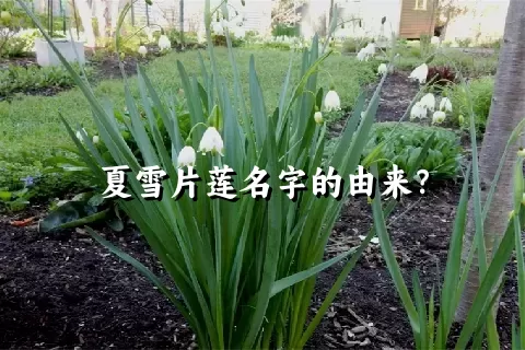 夏雪片莲名字的由来？