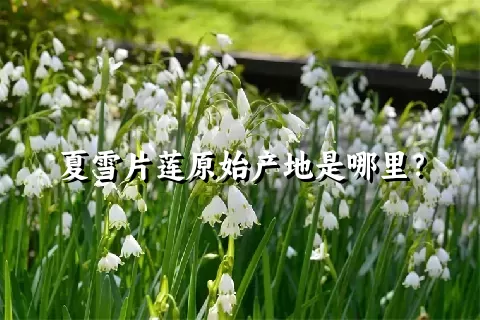 夏雪片莲原始产地是哪里？