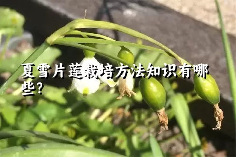 夏雪片莲栽培方法知识有哪些？