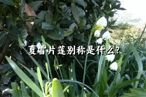 夏雪片莲别称是什么？