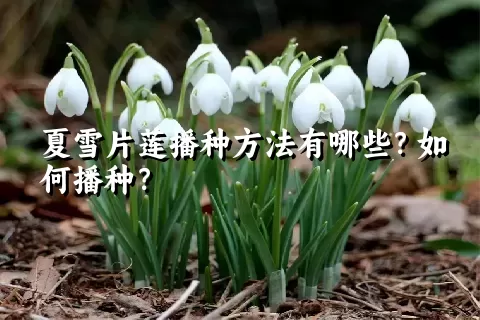 夏雪片莲播种方法有哪些？如何播种？