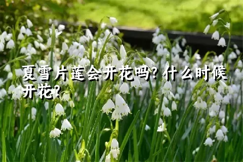 夏雪片莲会开花吗？什么时候开花？