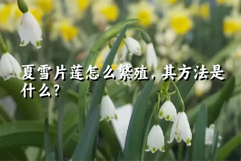 夏雪片莲怎么繁殖，其方法是什么？