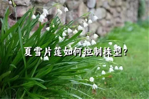 夏雪片莲如何控制株型？