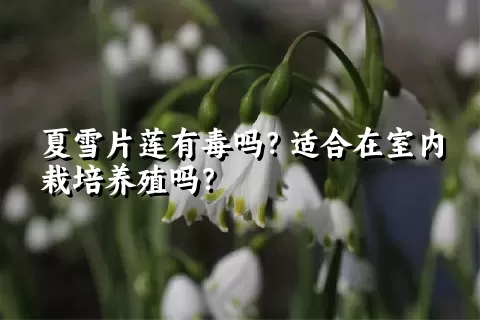 夏雪片莲有毒吗？适合在室内栽培养殖吗？