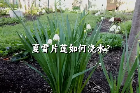 夏雪片莲如何浇水？