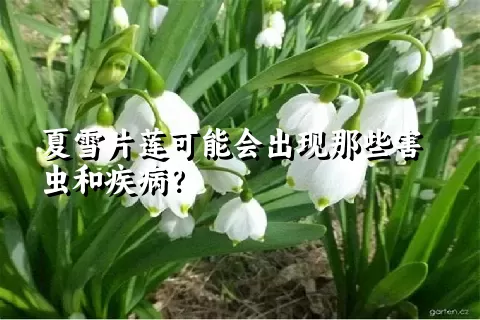 夏雪片莲可能会出现那些害虫和疾病？