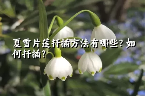 夏雪片莲扦插方法有哪些？如何扦插？