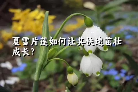 夏雪片莲如何让其快速茁壮成长？