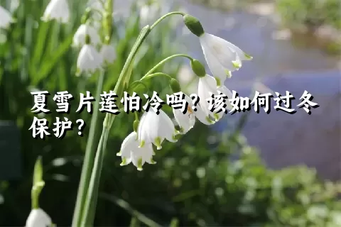 夏雪片莲怕冷吗？该如何过冬保护？