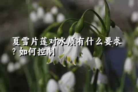 夏雪片莲对水质有什么要求？如何控制