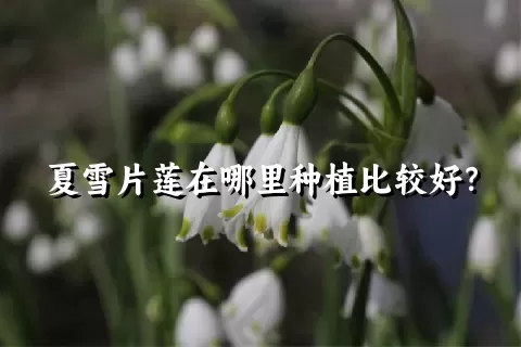 夏雪片莲在哪里种植比较好？