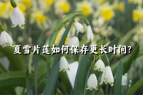 夏雪片莲如何保存更长时间？