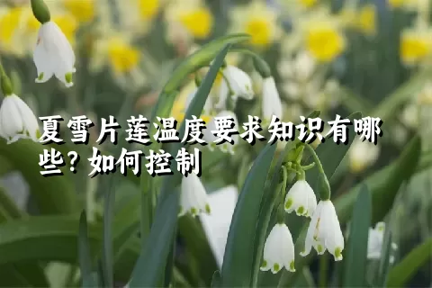 夏雪片莲温度要求知识有哪些？如何控制