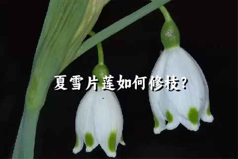 夏雪片莲如何修枝？